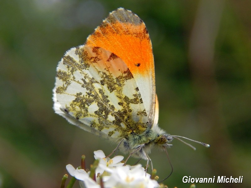 Anthocharis cardamines : finalmente si  posato...